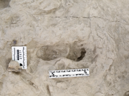 Footprints reveal that two extinct human ancestors occupied the same area simultaneously.