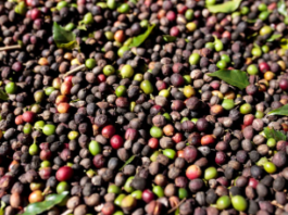 The cost of your daily cup of coffee may increase due to climate change.